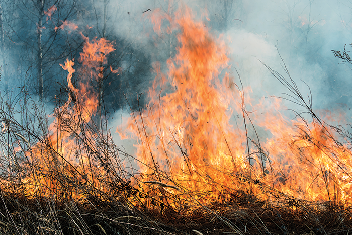 Wildfire Safety